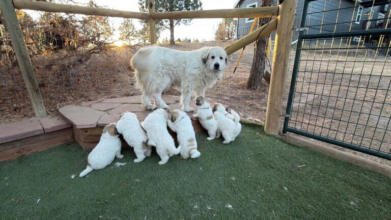 Sunny Ridge Kennels Puppies – Sunny Ridge Kennels, ltd.